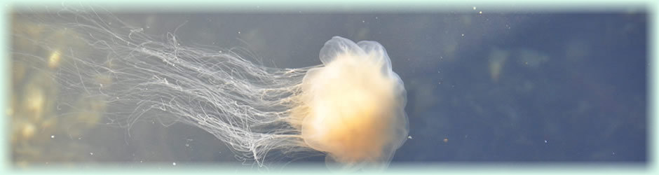 SkandinavienQualle